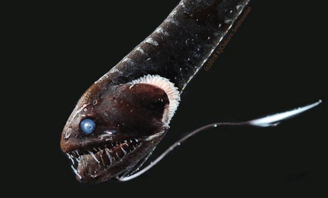 سائنسدانوں نے سمندر میں سیاہ ترین مچھلی کے نظر نہ آنے کا راز جان لیا