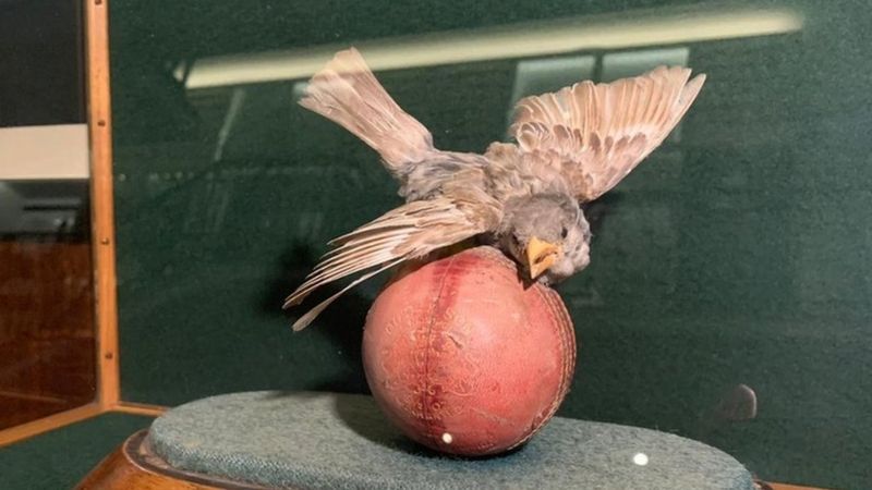 لارڈز میوزیم میں رکھی گیند اور چڑیا سے پاکستانی کرکٹ کی تین نسلوں کی جذباتی وابستگی