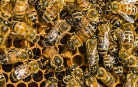 شہد کی مکھی کا زہر ’چھاتی کے سرطان کے کچھ خلیوں کو تلف کرتا ہے‘